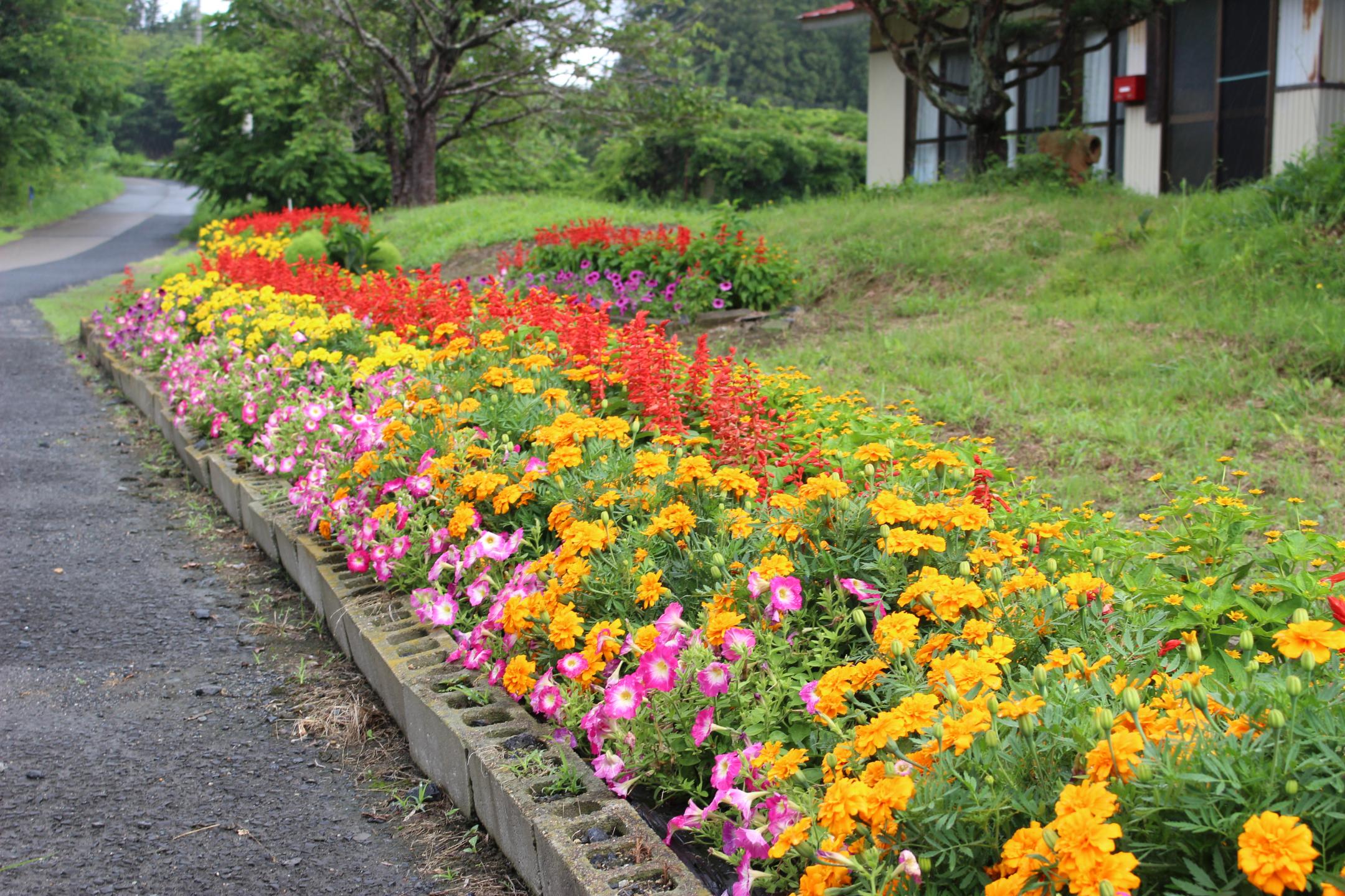 第36区自治会の花壇
